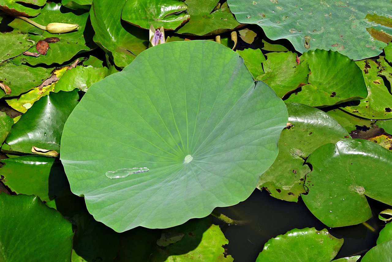 lotus leaf water drop droplet free photo