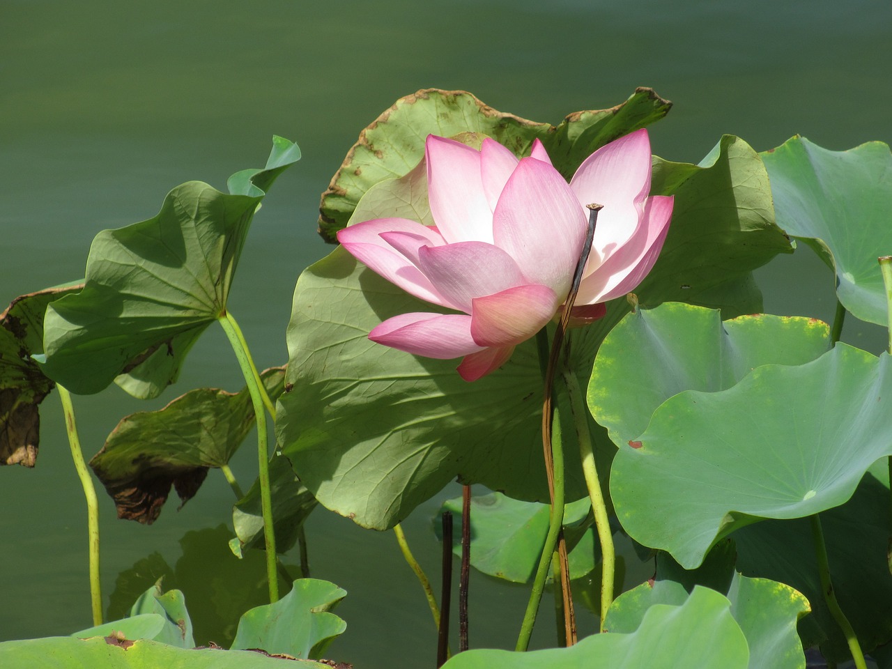 lotus leaf plant lotus free photo