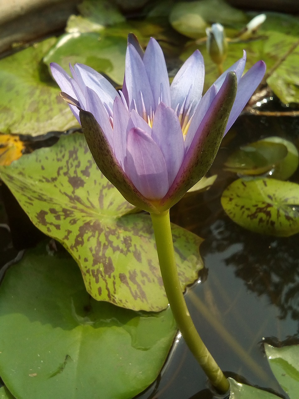 lotus leaf lotus water plants free photo
