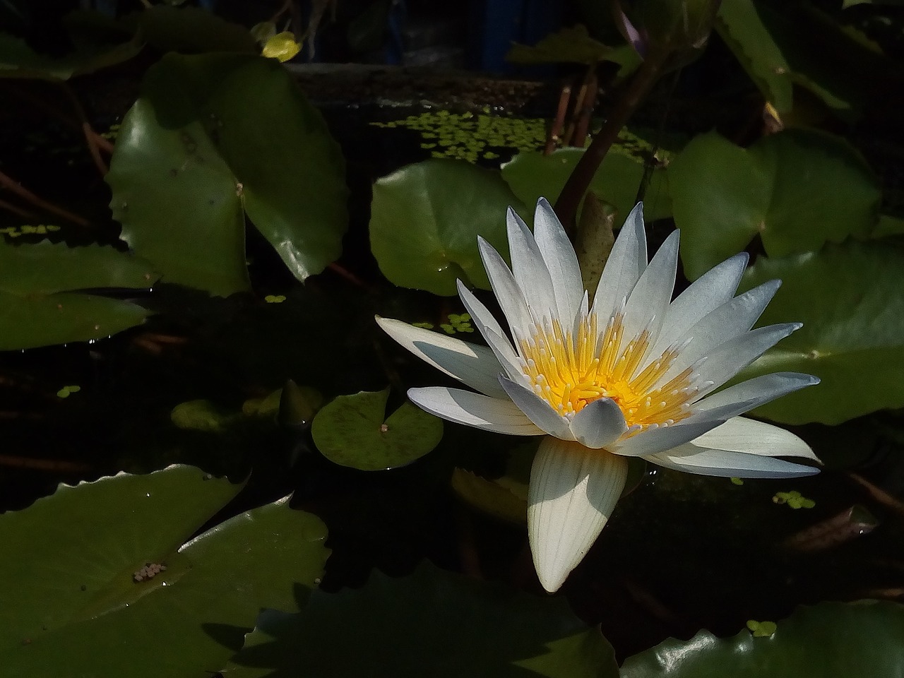 lotus leaf lotus water plants free photo
