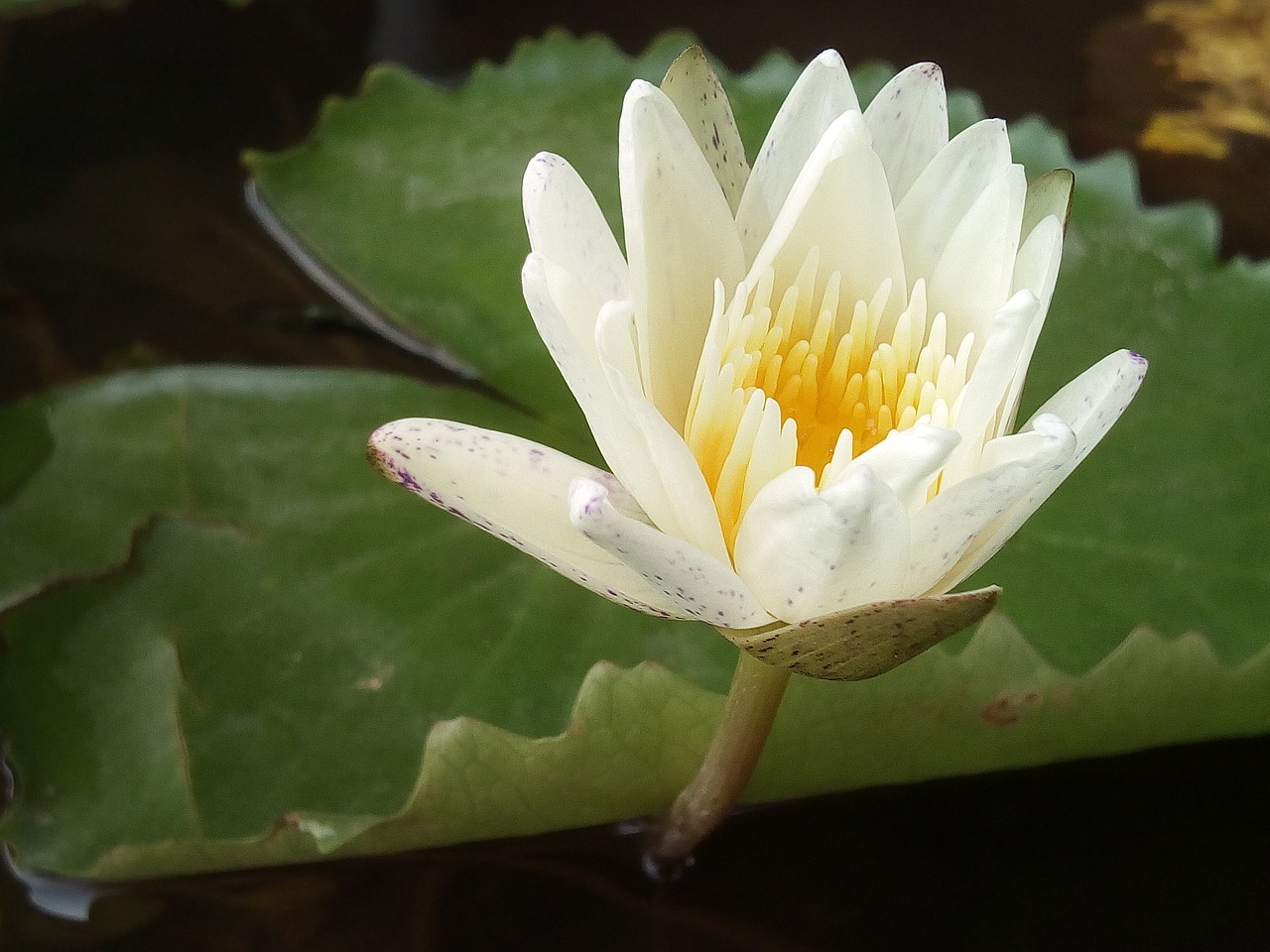 lotus leaf lotus water plants free photo