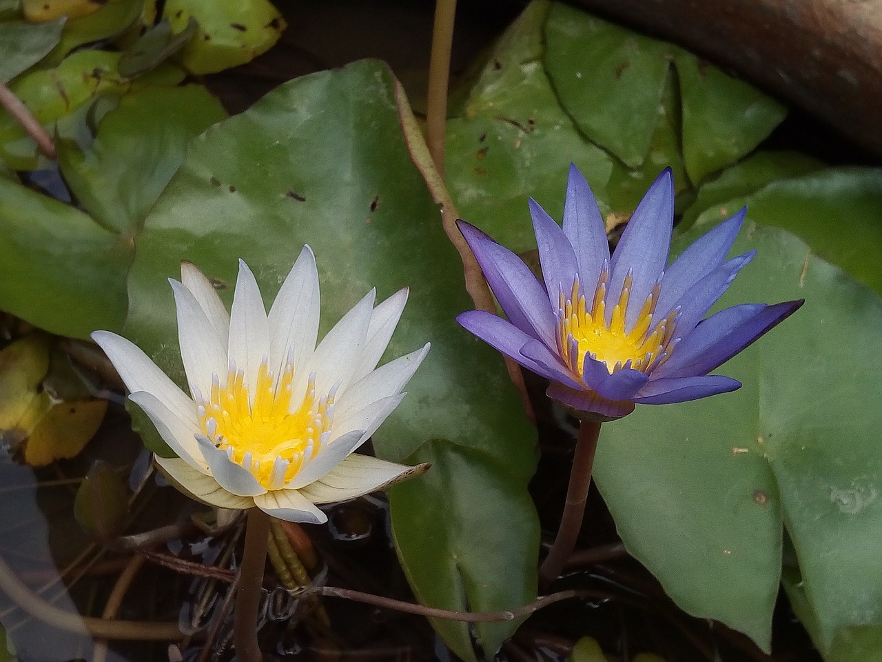 lotus leaf lotus water plants free photo