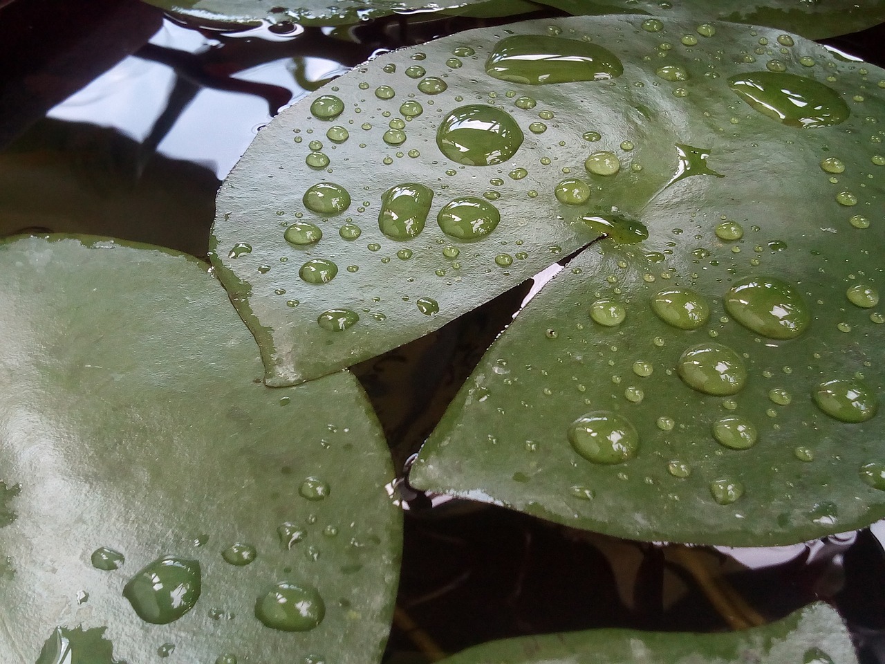 lotus leaf drops of water water on a lotus leaf free photo