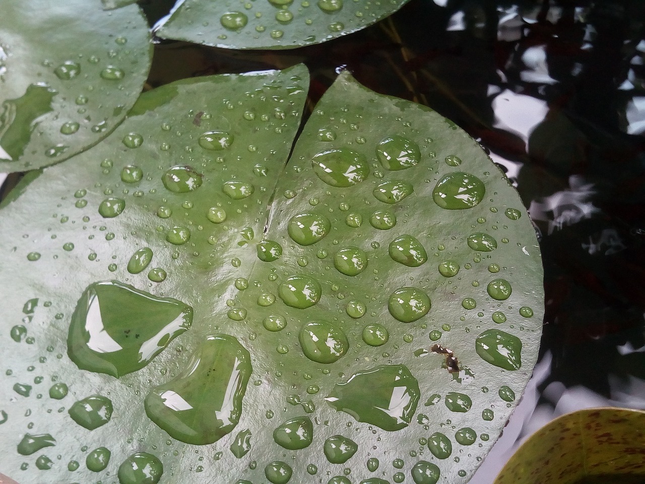 lotus leaf drops of water water on a lotus leaf free photo