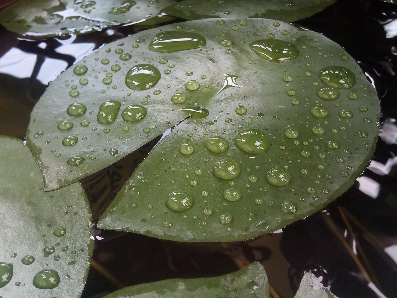 lotus leaf drops of water water on a lotus leaf free photo