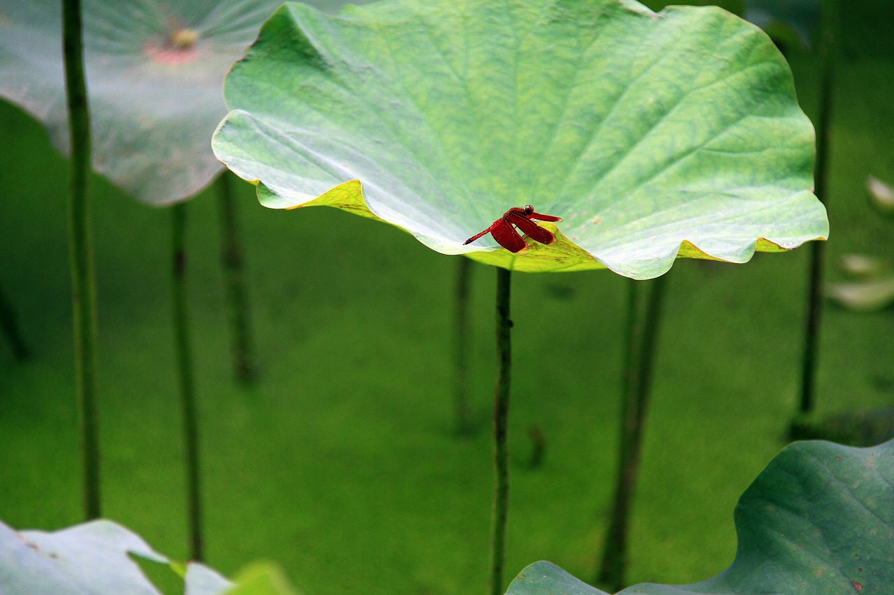 lotus leaf red dragonfly duckweed free photo