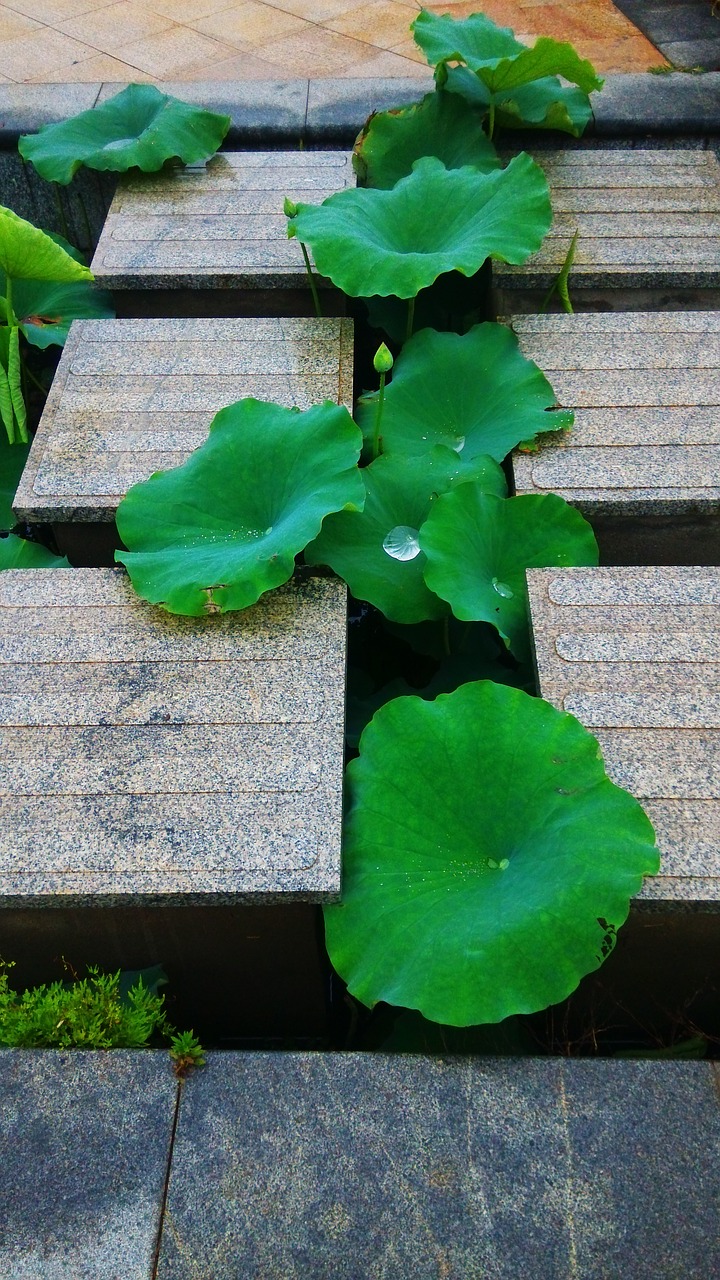 lotus leaf lane summer free photo