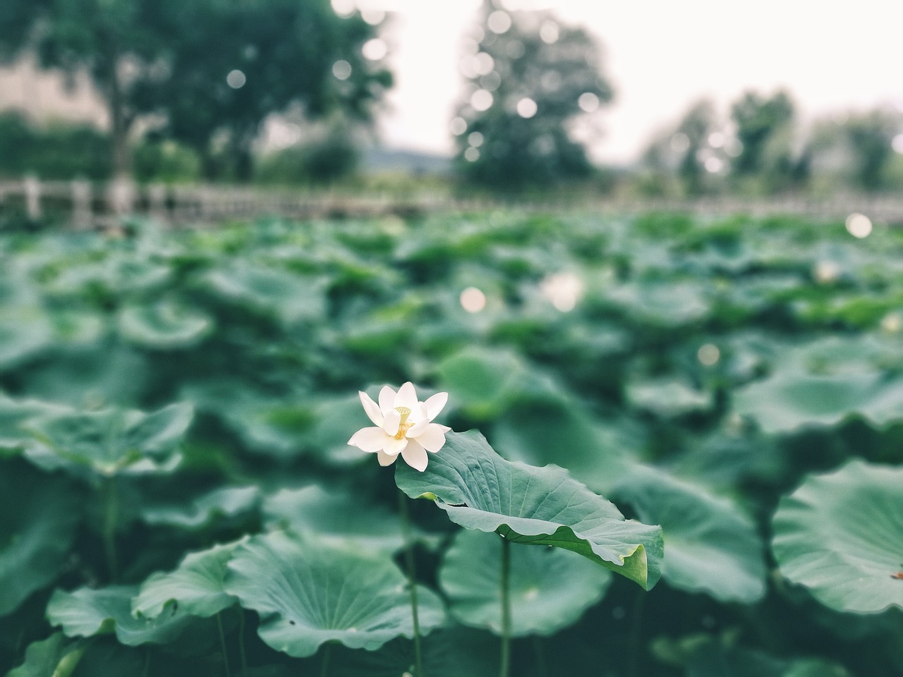 lotus leaf lotus green free photo