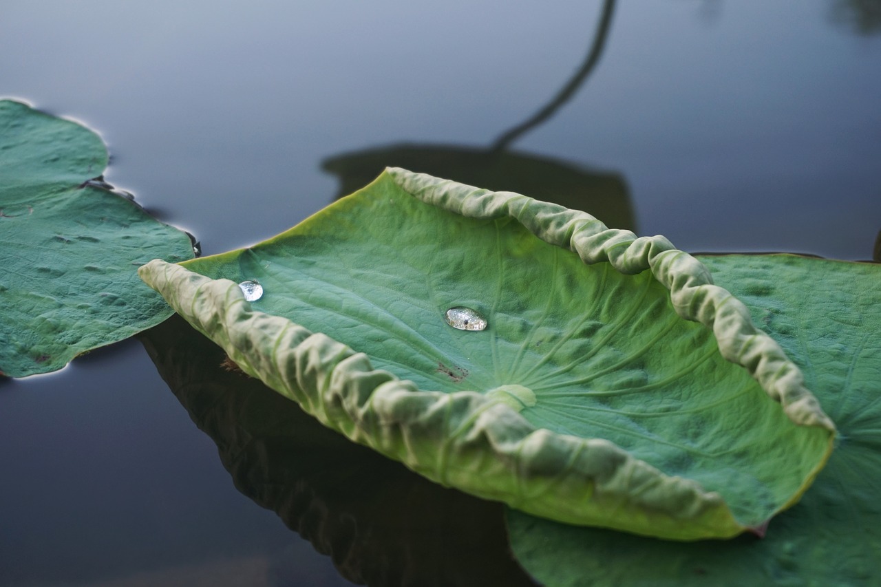 lotus leaf water drops lake free photo