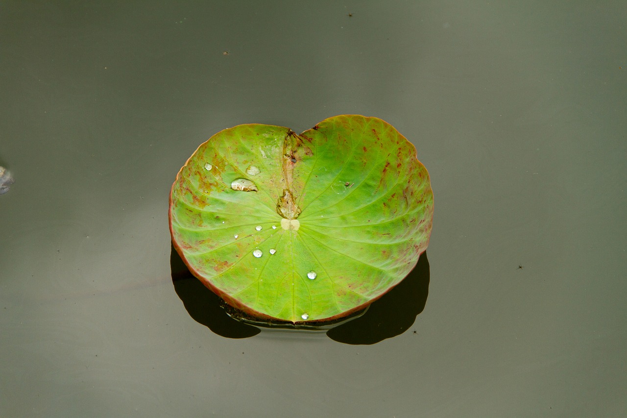 Плавающие листья лотоса
