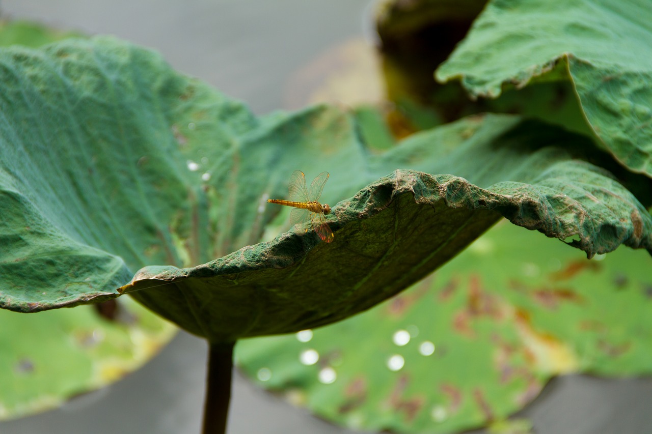 lotus leaf butterfly water free photo