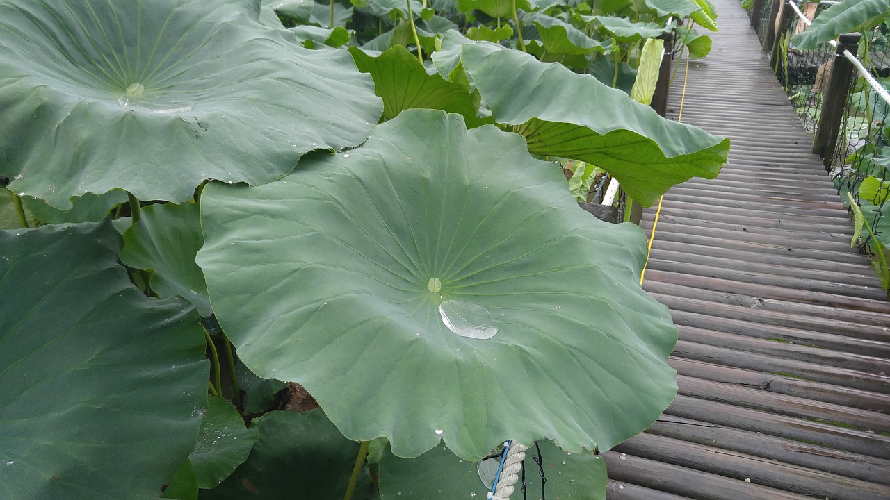 lotus leaf trickle plants free photo