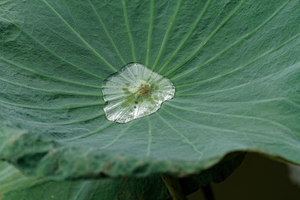 lotus leaf water green free photo