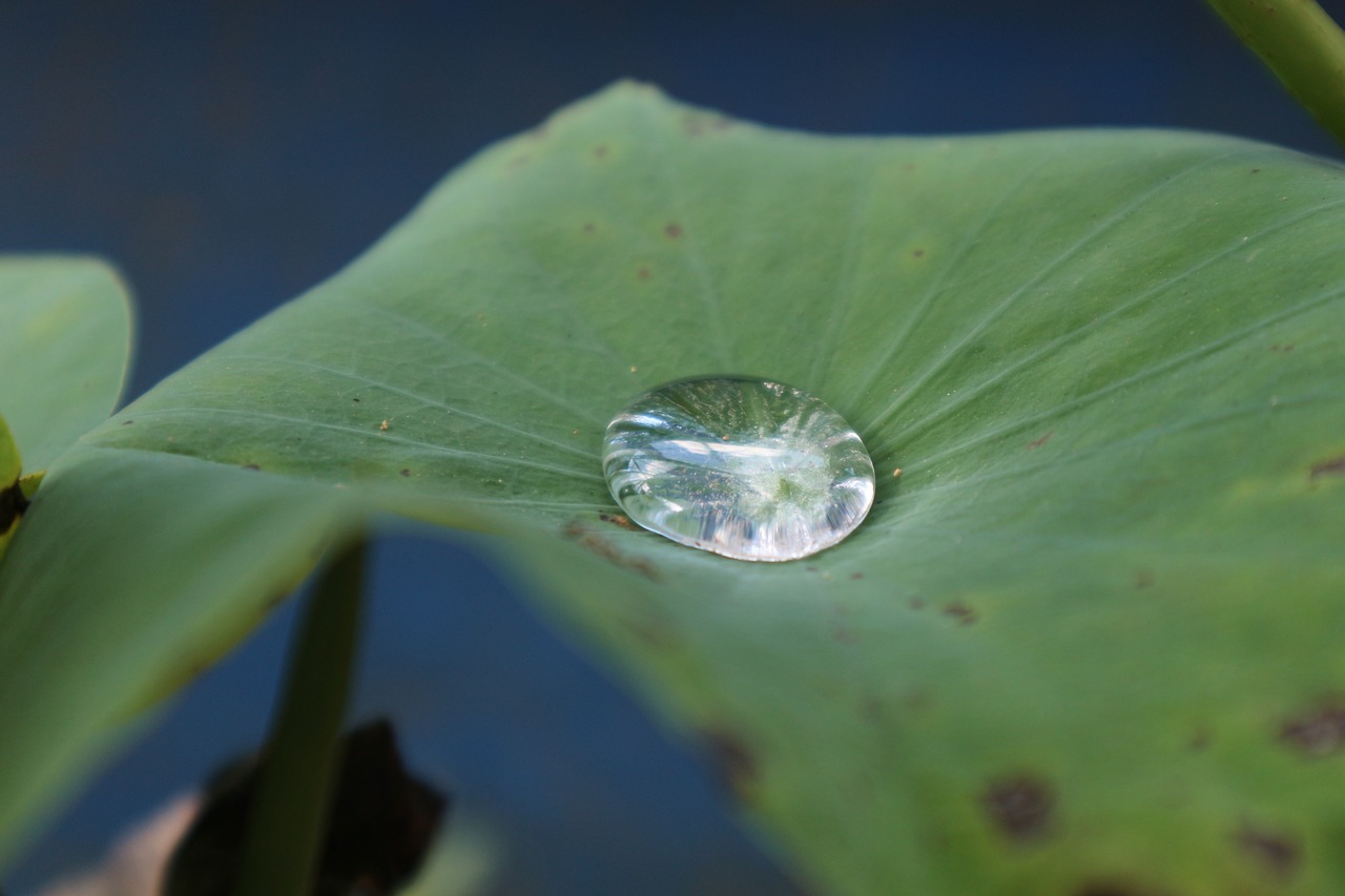 lotus leaf dew green free photo