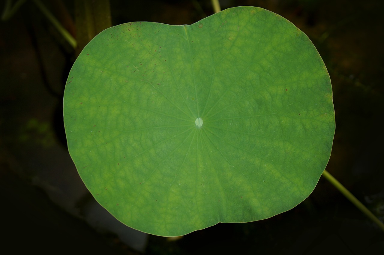 lotus leaf large leaf green leaf free photo