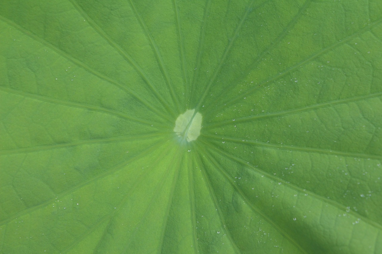 lotus leaf  eight months available at the foot of the free pictures free photo