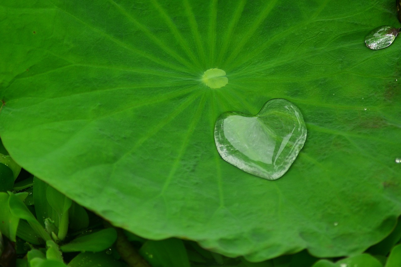 lotus leaf  plant  aquatic plants free photo