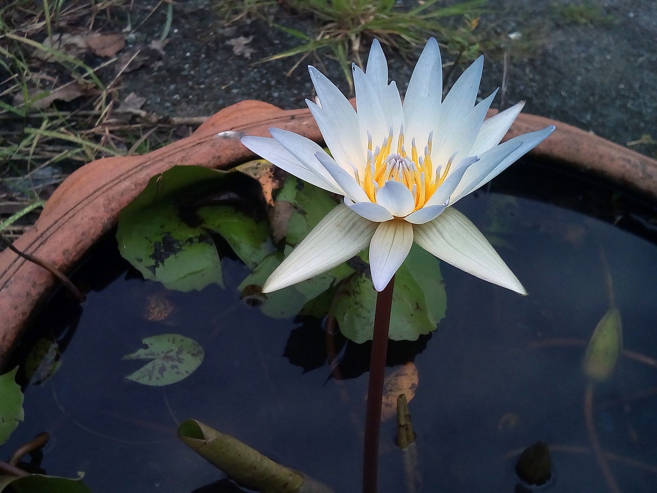 lotus leaf  lotus  water plants free photo