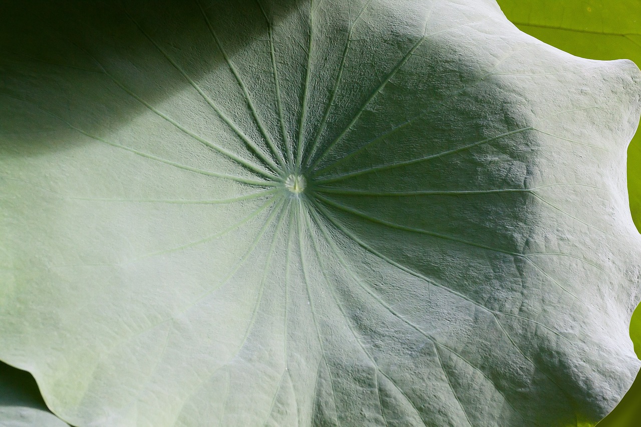 lotus leaf india nelumbo free photo