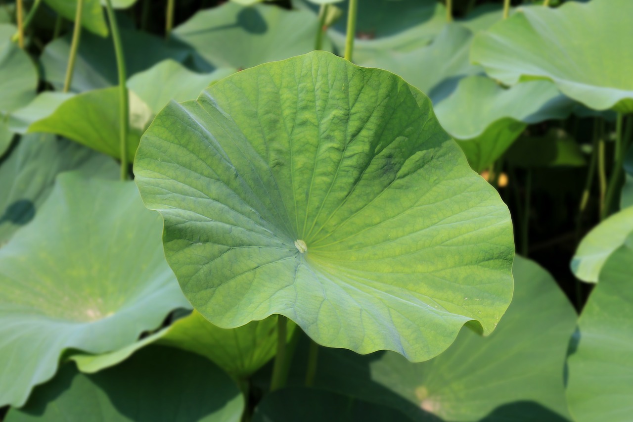 lotus leaf leaf lotus free photo