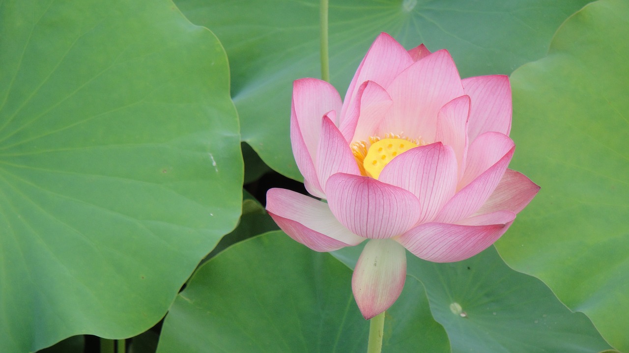 lotus leaf petal lotus free photo