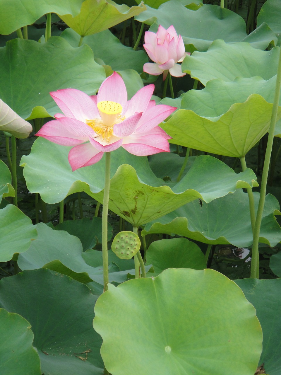 lotus leaf petal lotus free photo