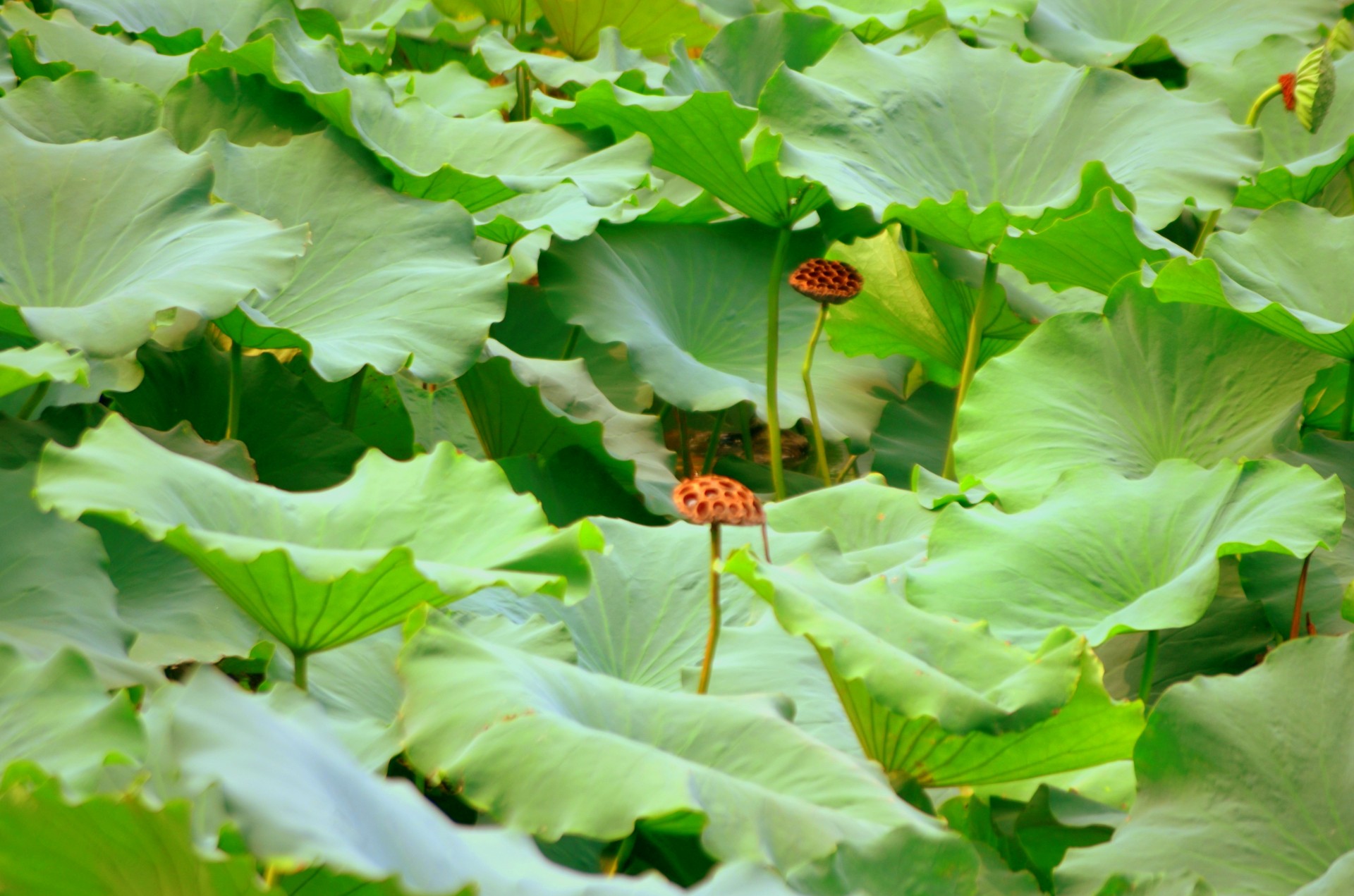 flowers plants aquatic plants free photo