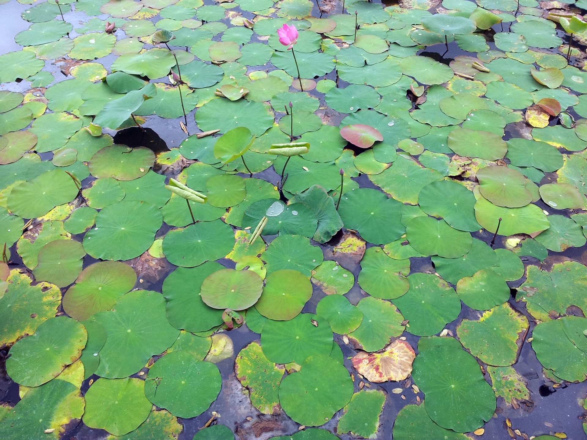 lotus leaves pond free photo