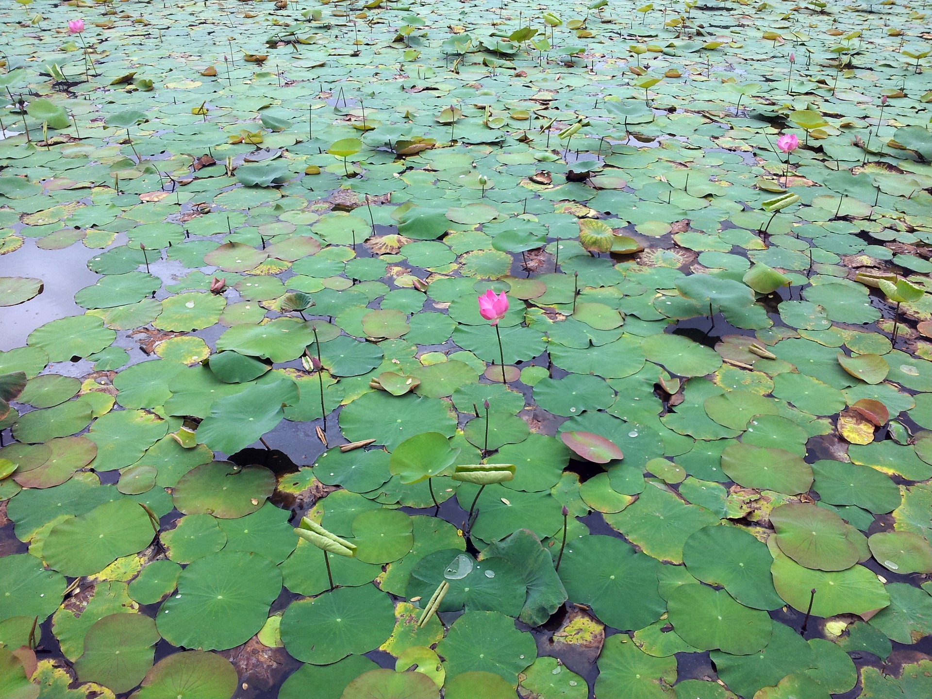 lotus leaves pond free photo