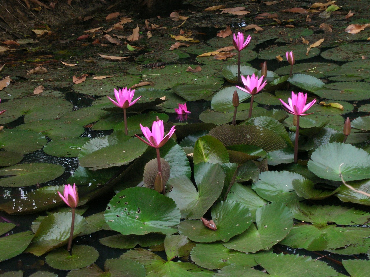 lotus pond cambodia lily pads free photo