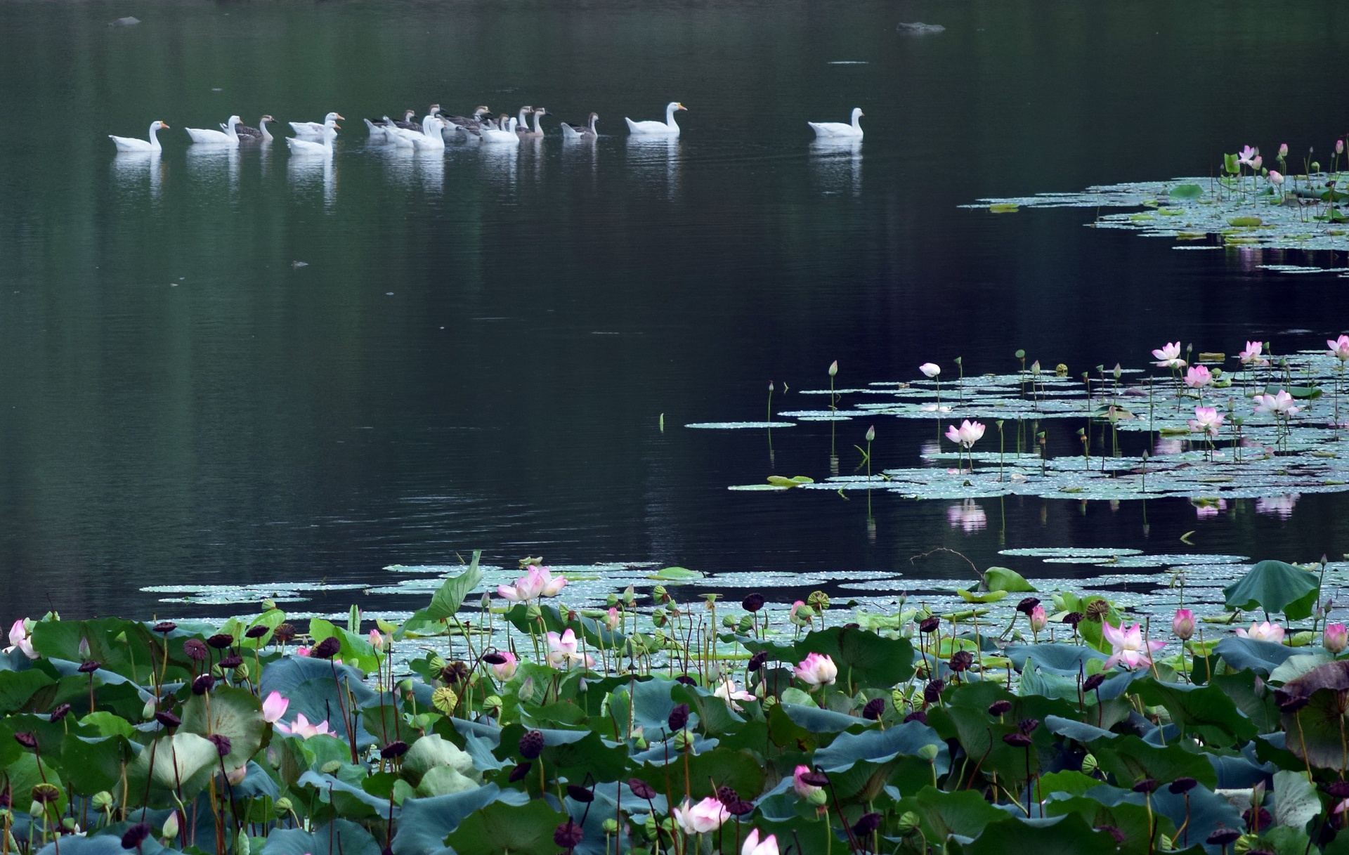 lotus flower nature free photo