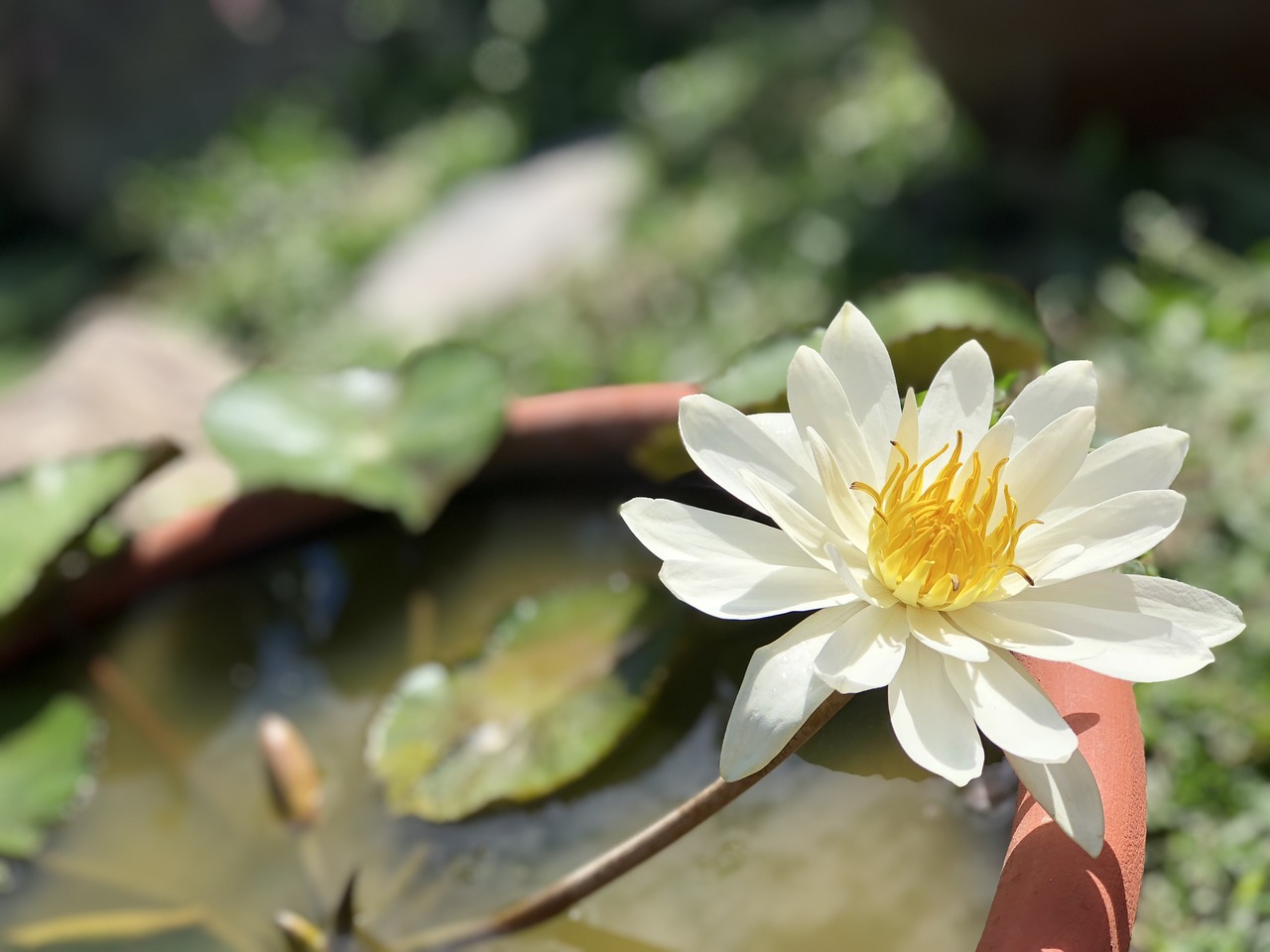 lotus pond  white  elegant free photo