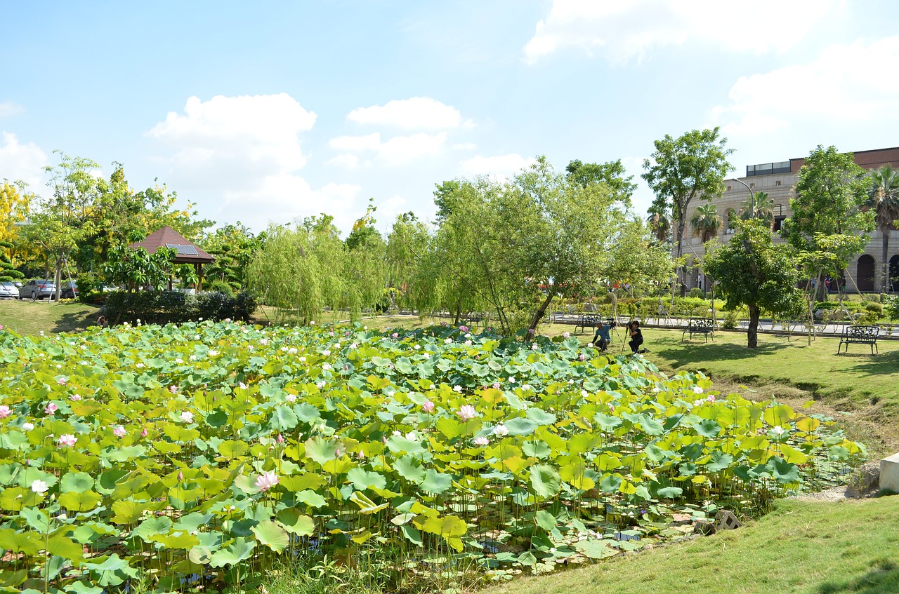 lotus pond asian university blue day free photo