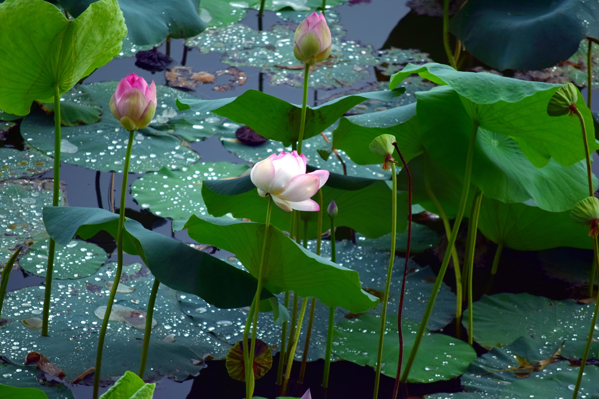 lotus flower nature free photo