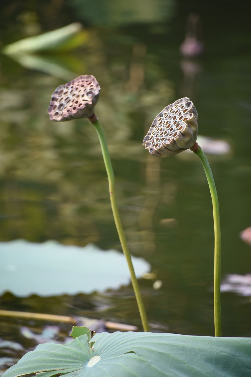 lotus root autumn lotus leaf free photo