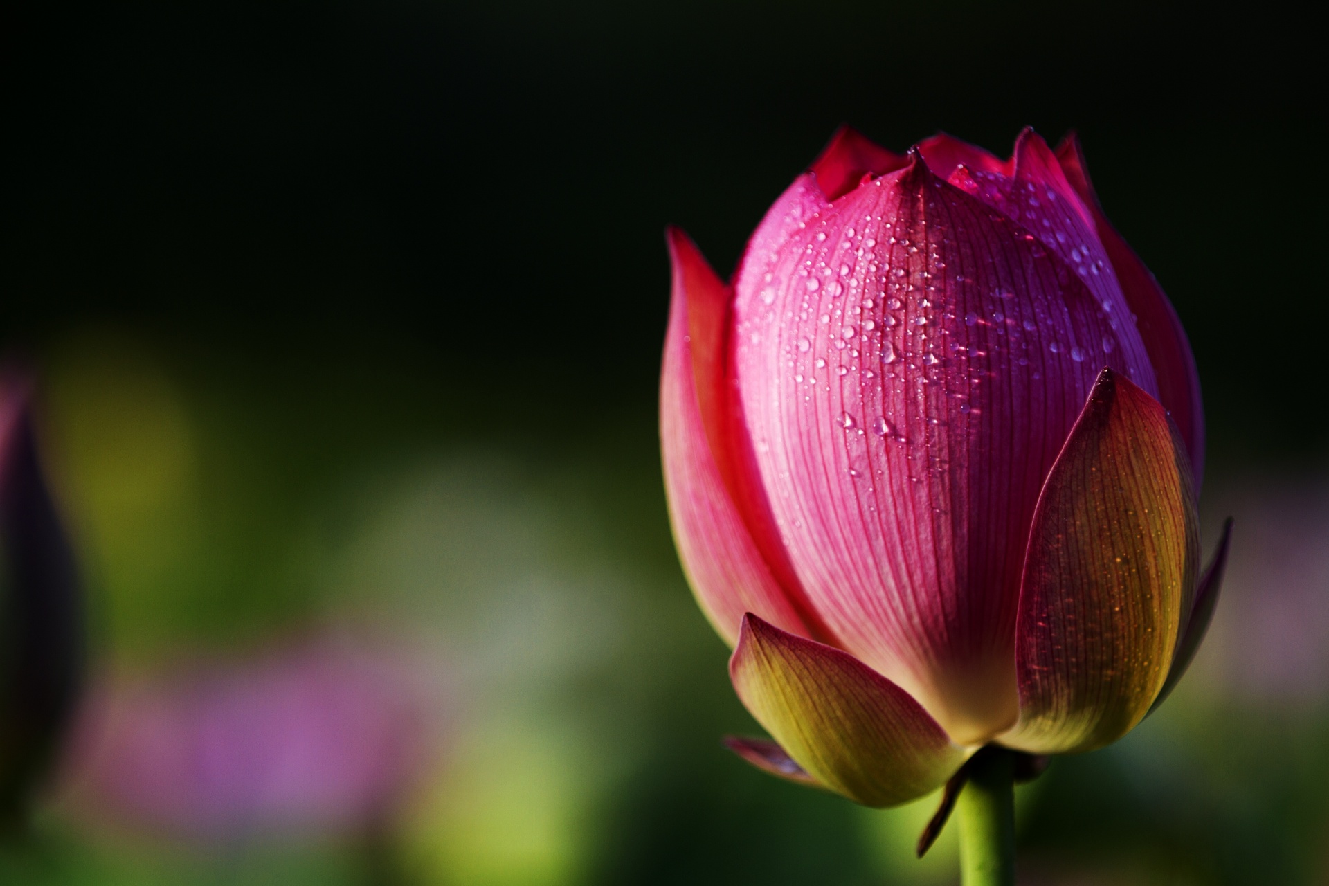 lily flower lotus free photo