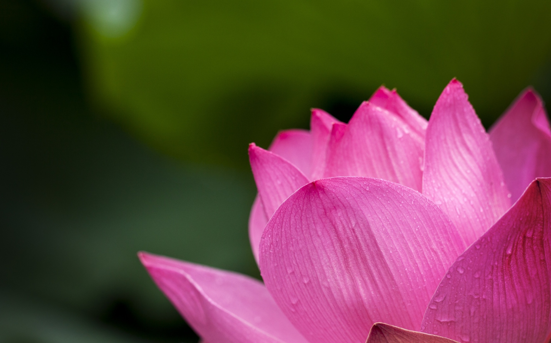 lily flower lotus free photo