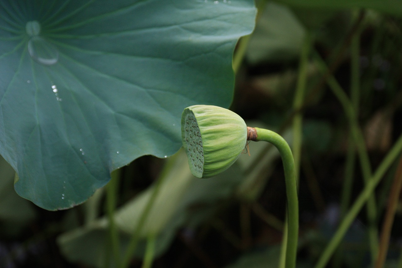 lotus seed  lotuspip  lotus free photo