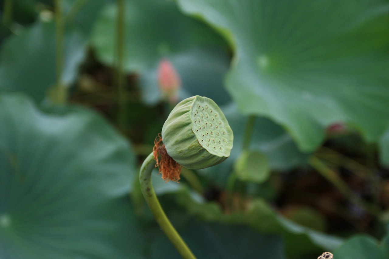 Download free photo of Lotus seed, plants, lotus, lotus leaf, water lilies - from needpix.com