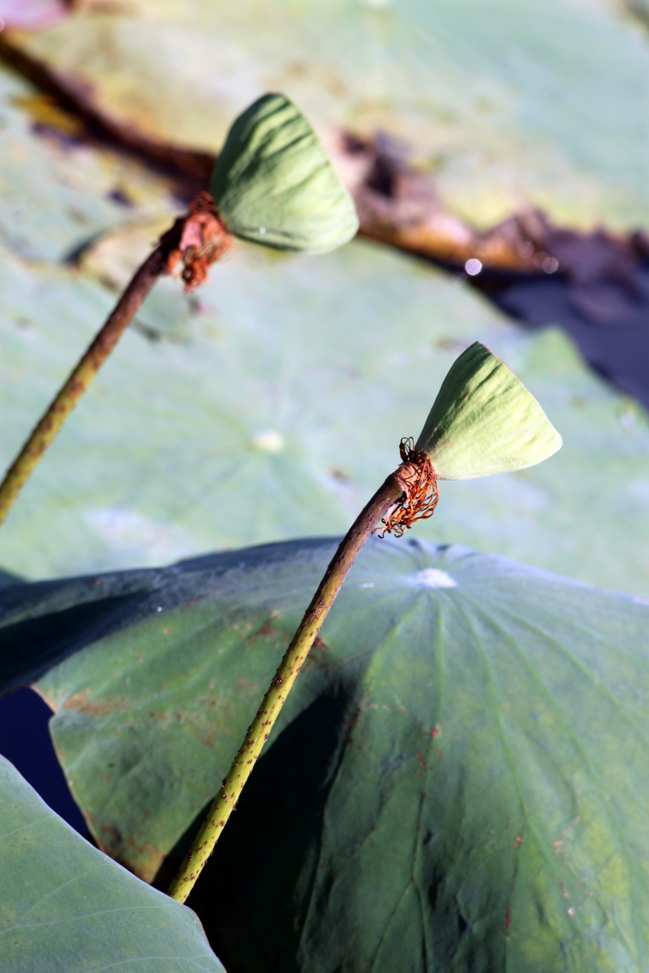 lotus seed lotus seed and leaves free photo