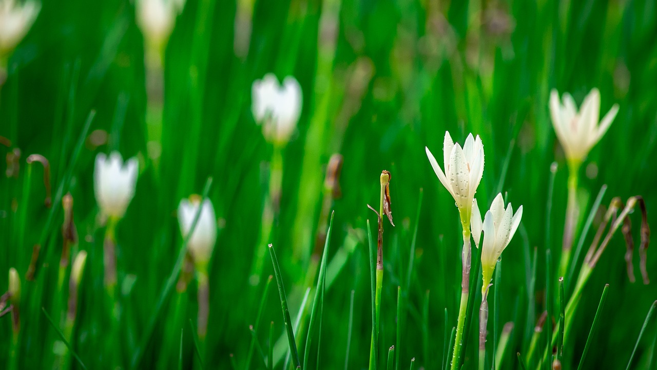 lotus soil  flowers free pictures free photo