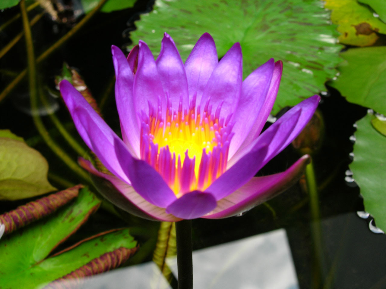 lotus flower lotus free photo