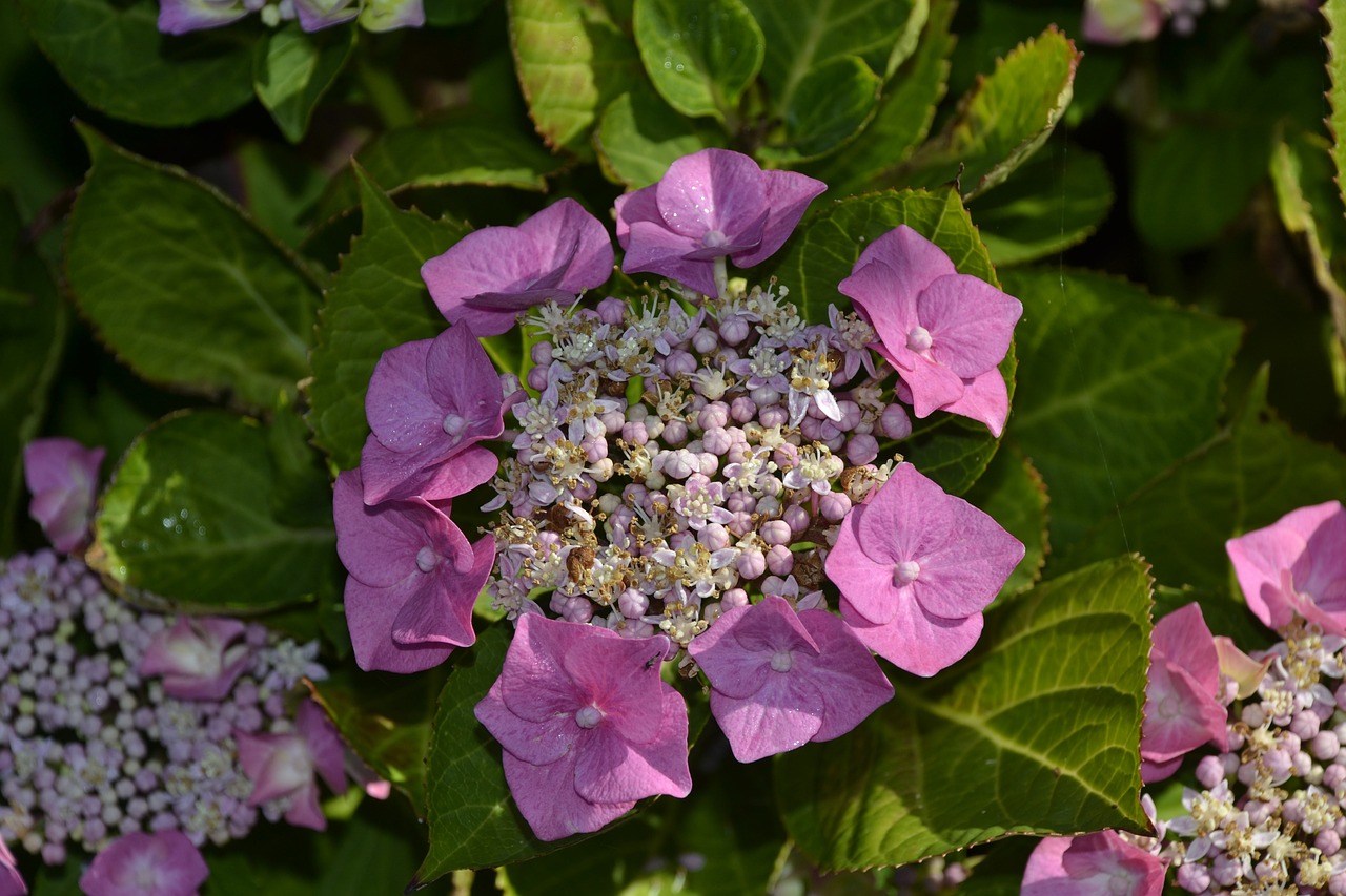 hydrangea bouquet garden free photo