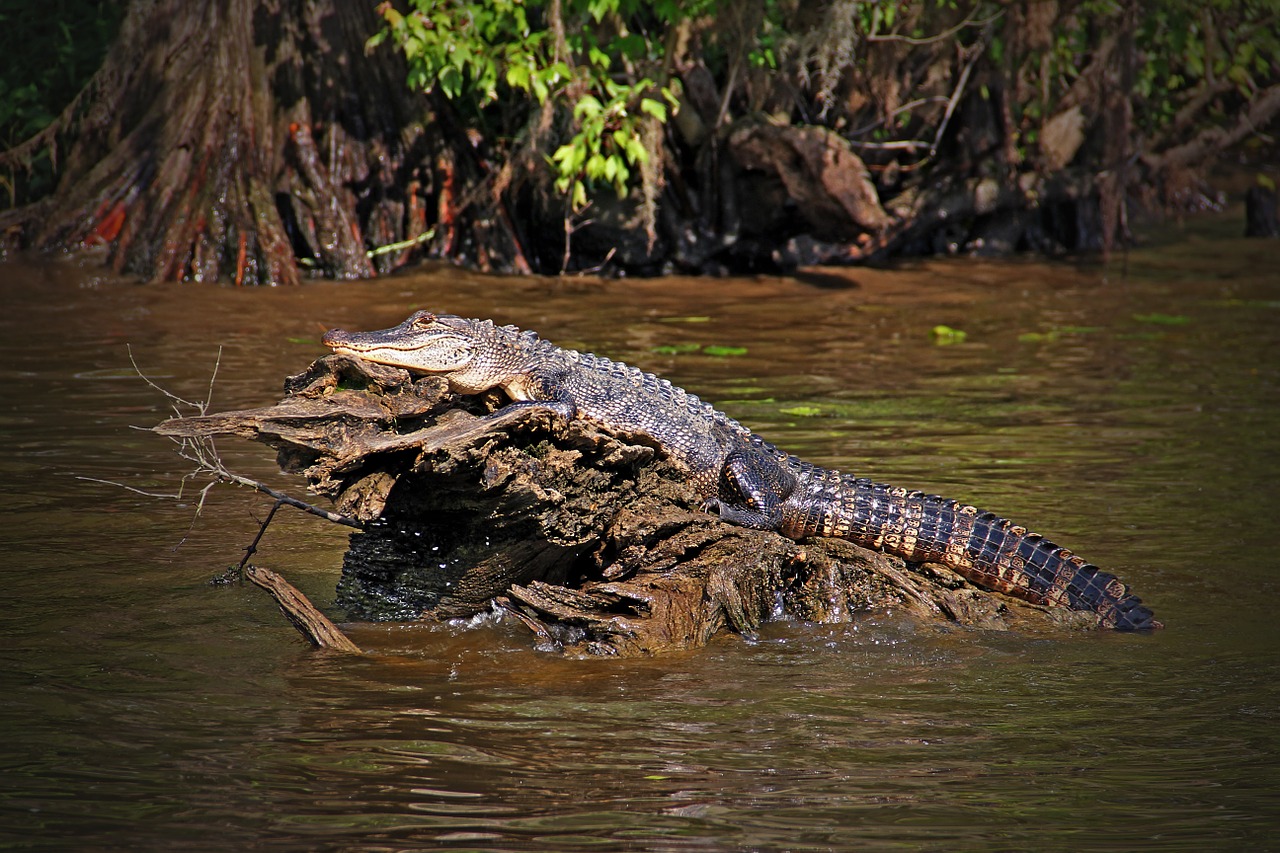 louisiana alligator gator free photo