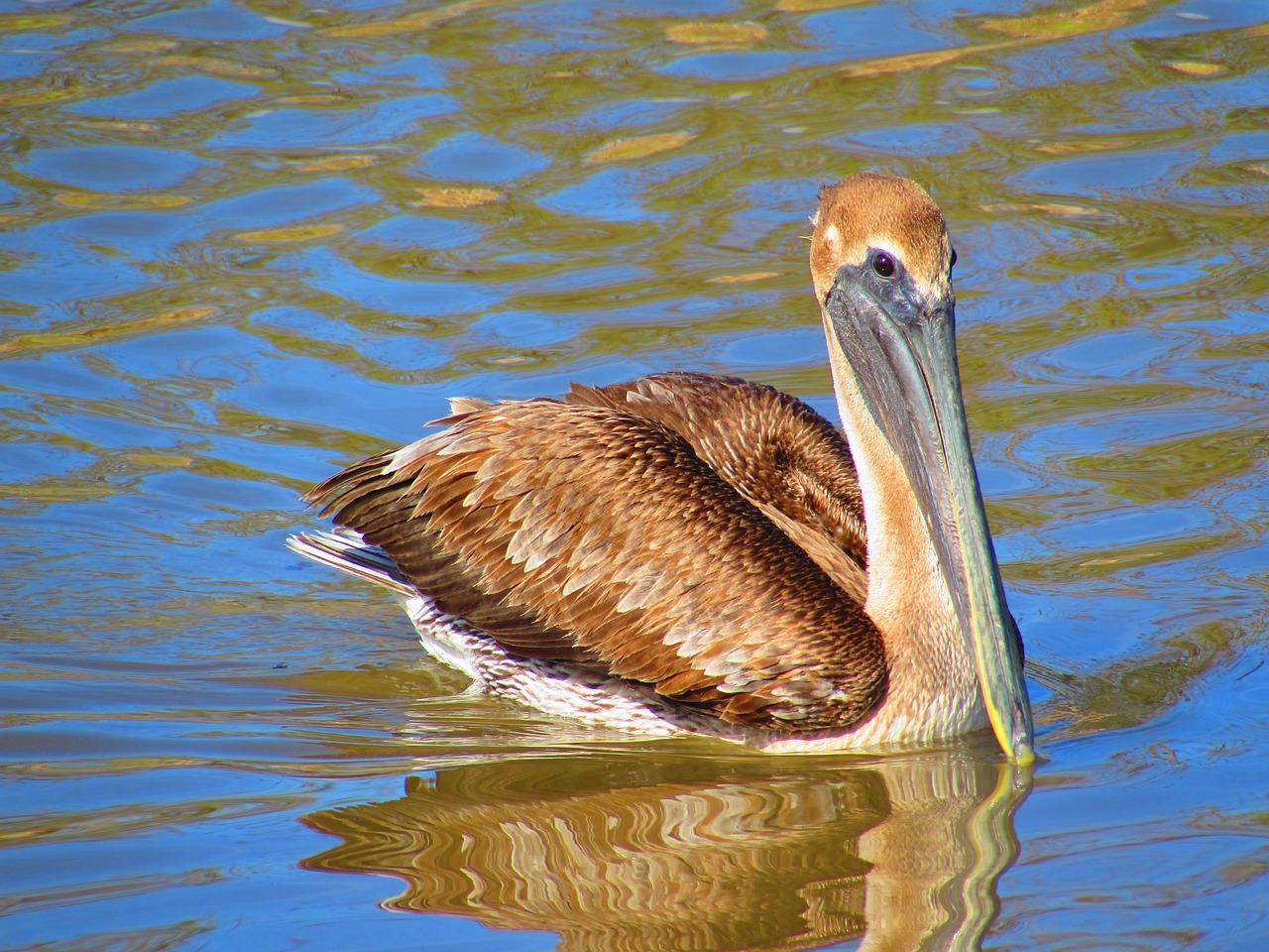 louisiana birds pelicans free photo