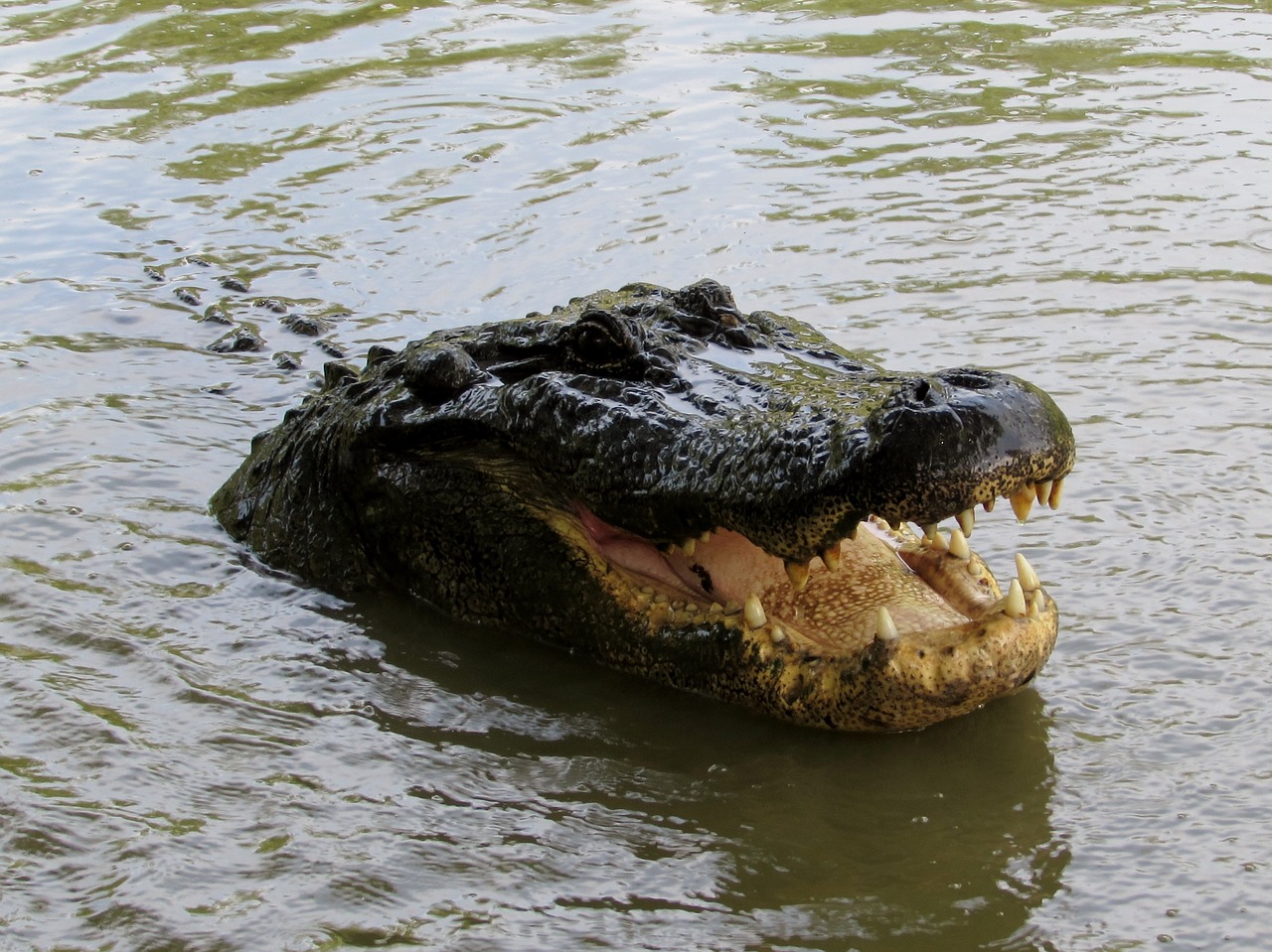 louisiana alligator bayou free photo