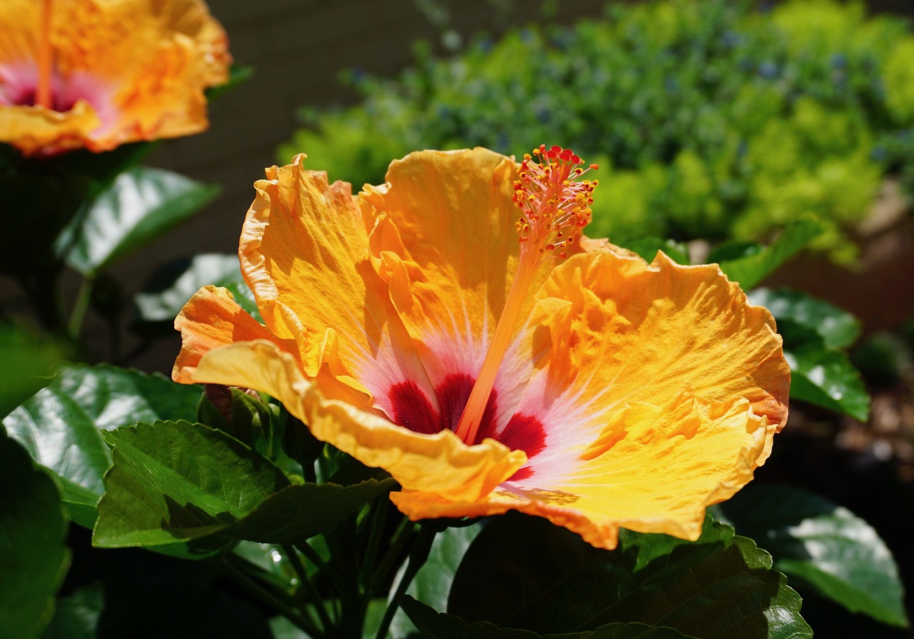 louisiana flower hibiscus flowers free photo