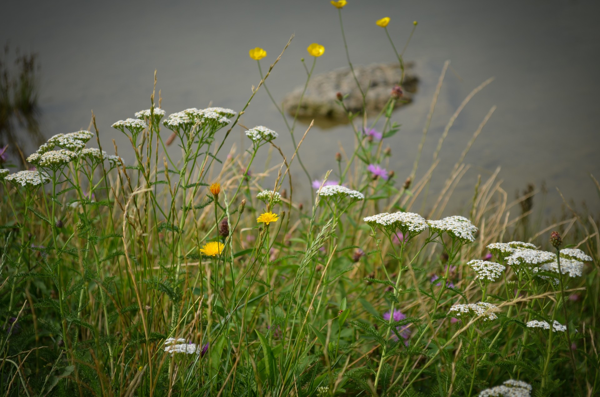 meadow pond bank free photo