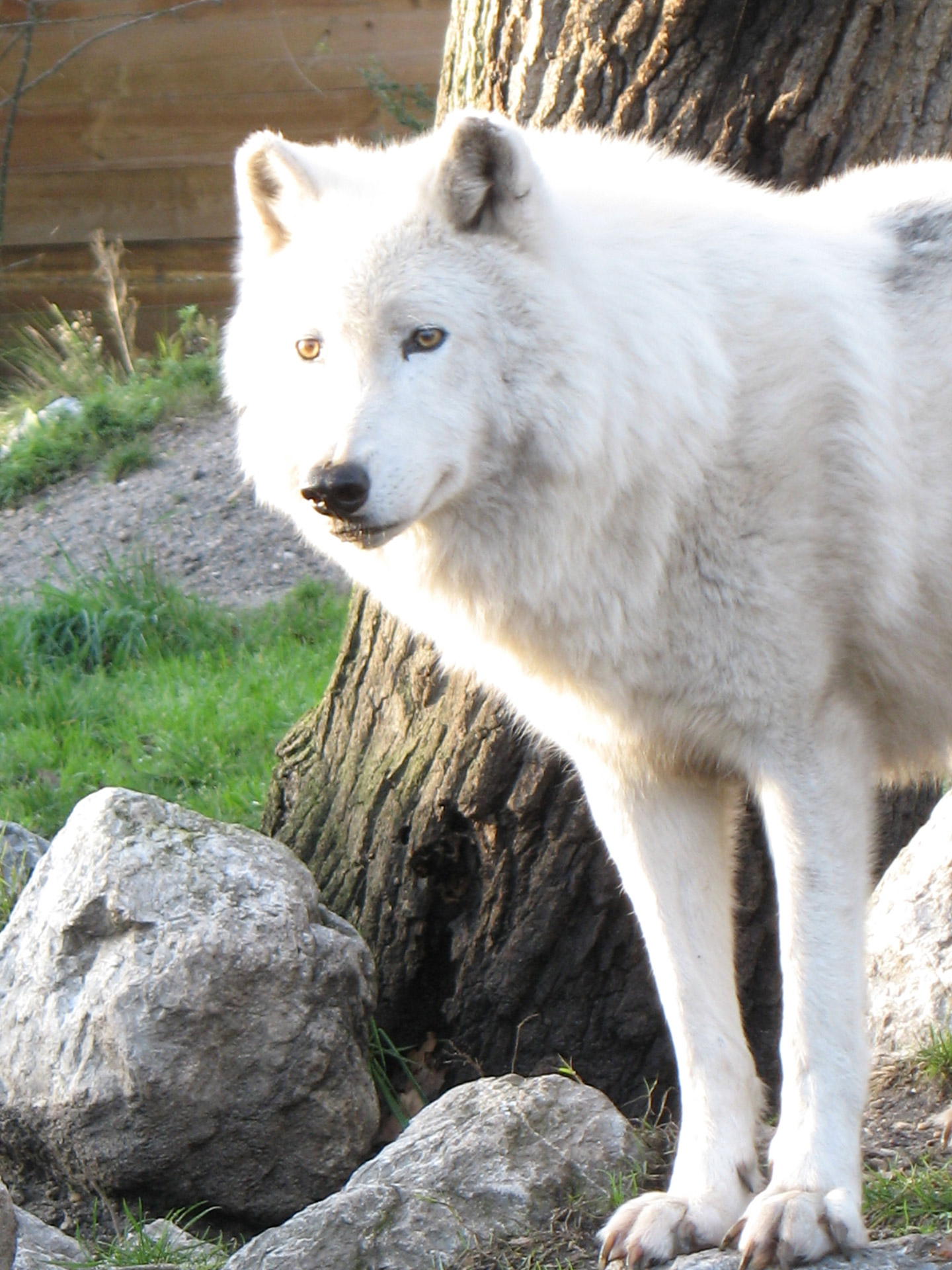 wolf zoo wolf free photo