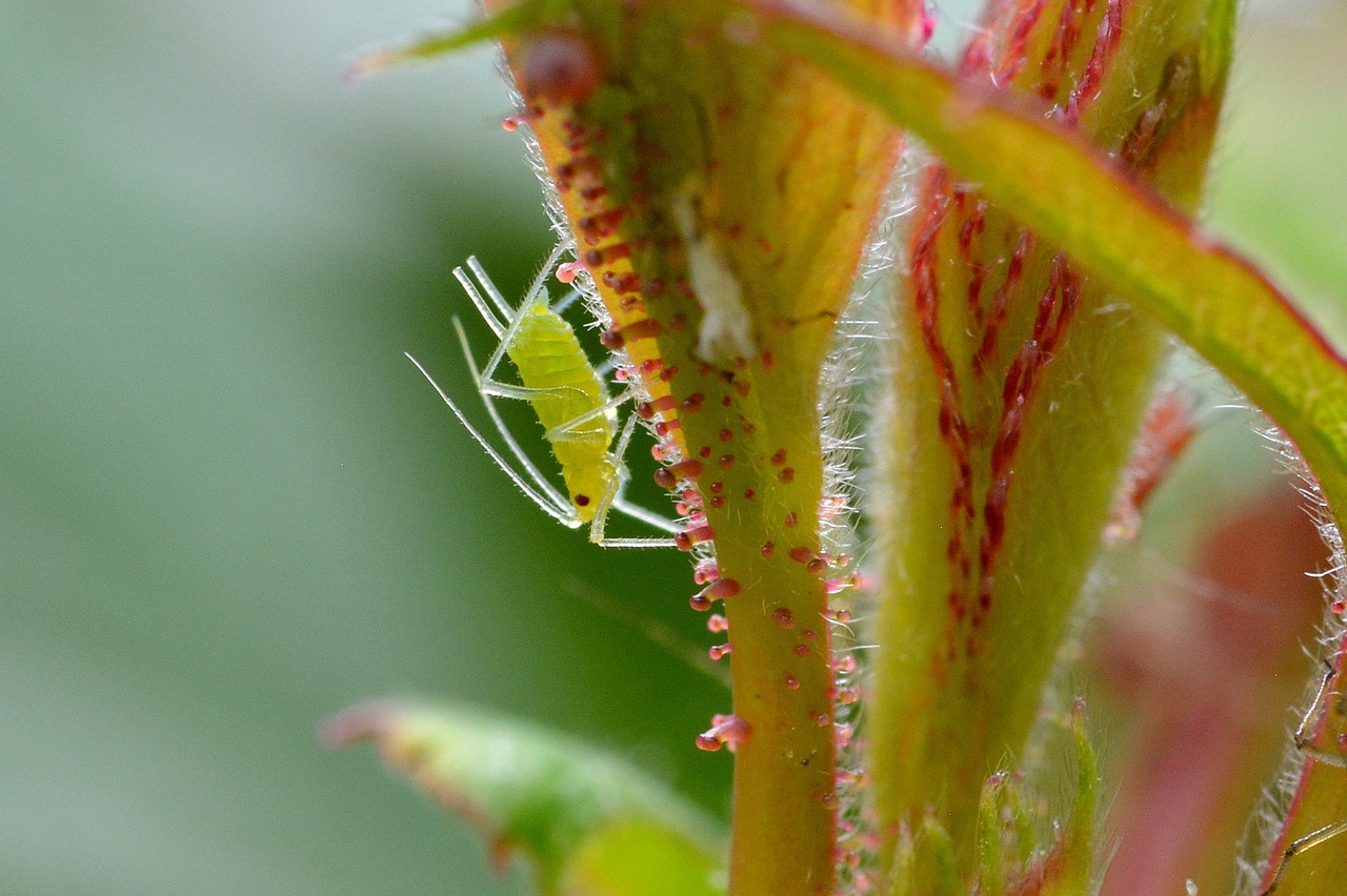 large rose aphid louse aphid free photo